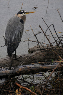 Marvin, the blue heron.