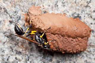 A picture of a mud dauber care of 
