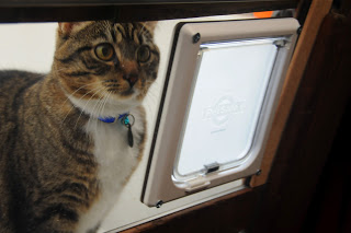 Tack and his new cat door. He hasn't quite figured it out yet.