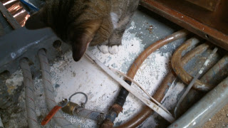 Tack inspecting the plumbing. The daily dose of cute has been very necessary, but his marine survey skills are lacking. 