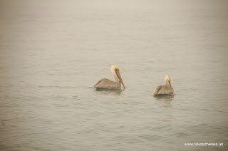 Pelicans in the fog.