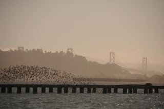 Birds in formation, the defunct Berkeley Pier and the Oakland - San Francisco bridge. 