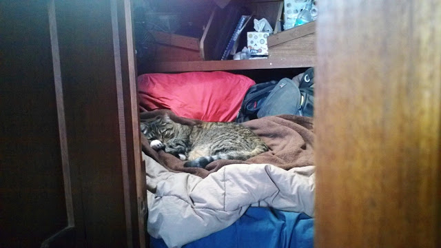This is where Tack spends the majority of his time now when we're under sail. You can see his excitement to travel to new and distant lands.