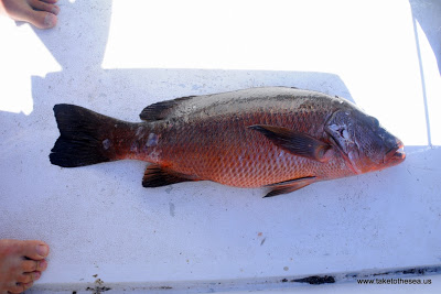 Pacific Dog Snapper.