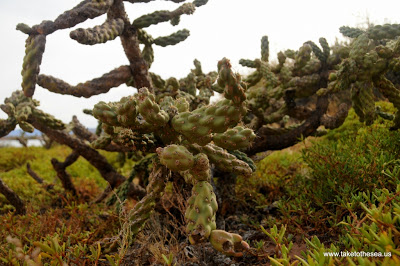 I believe this is either Baja California Cholla (Cylindropuntia cholla) or the Coast Cholla (Cylindropuntia prolifera). Either way, I'm pretty sure it's a cholla.