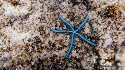 Neon starfish. I'm not good enough at underwater photography to get pictures of things that actually...move.