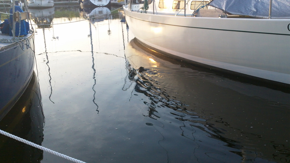 Jeff: We got up at 7am like most days and I got started on the coffee. While I was down below I heard Harmony from out on the dock where she'd gone to check on her dried fruit, 