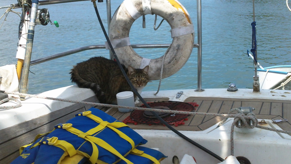 Aside from all the birds perched on every wire, there are two little black and white ones who hang out on top of the gas cap on the dinghy motor, presumably to huff fumes. Tack has a special eye on those two.