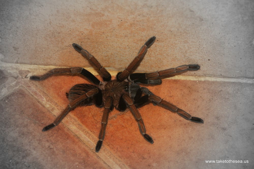 Tarantula at our friends' house in Boca Chica!